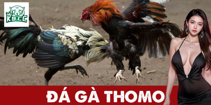 Đá gà thomo là gì?