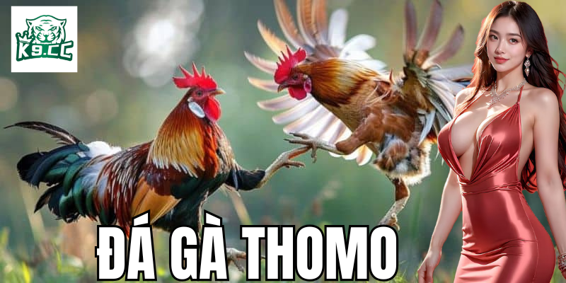 Những bí quyết cá cược đá gà thomo giúp tăng hiệu quả
